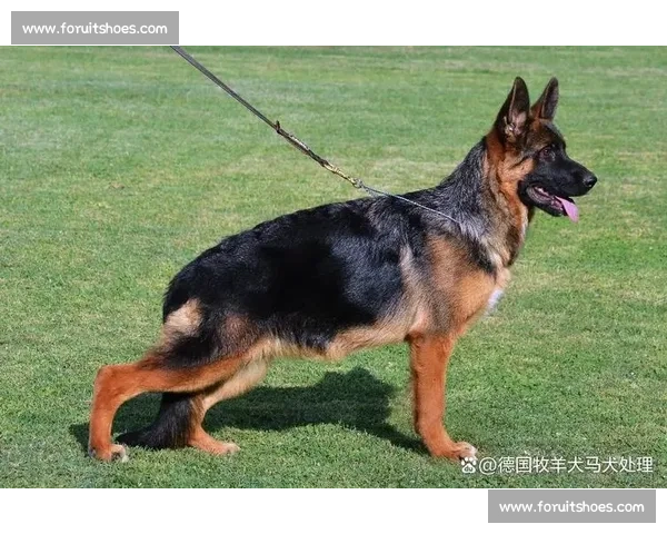 牧羊犬竞技挑战赛展现智慧与力量犬类精英争锋尽显风采