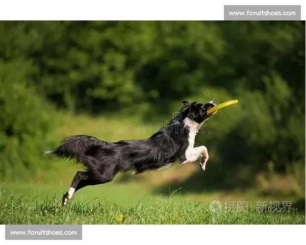 边境牧羊犬敏捷赛场精彩瞬间与训练技巧全解析
